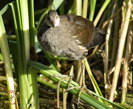 Water Rail 9P051D-003.JPG